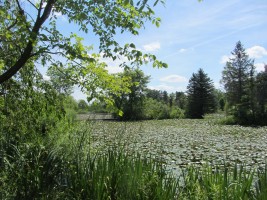 Pond (summer, filled with water lilies)